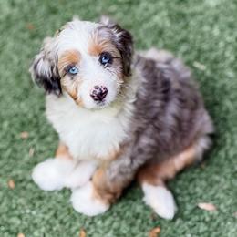 Skittles (Orange Collar) - Blue merle male Aussiedoodle puppy in Sharpsburg, Georgia from Steindoodles