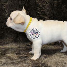 French Bulldog Puppies from Tran's Bullies