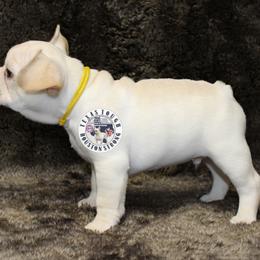French Bulldog Puppies from Tran's Bullies