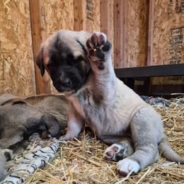 Kay - Gray fawn female Anatolian Shepherd Dog puppy in Jackson, New Jersey from Homestead Heaney