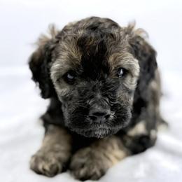 Glow - Sable female Bernedoodle puppy in La Plata, Maryland from Serenity Creek Doodles