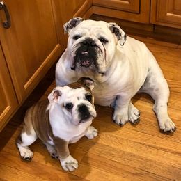 Bulldogs from Guinn’s Bulldogs