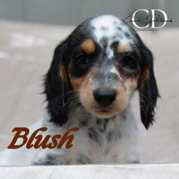 Blush - Black and tan female Dachshund puppy in Huntington, Texas from Camacho_Dachshunds