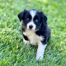 Inky - Black & white male Miniature Australian Shepherd puppy in California from Eagle River Aussies