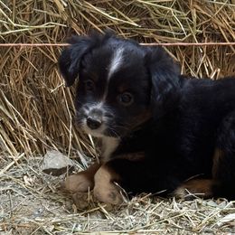 Girl 3 - Toy Australian Shepherd puppy from Chapman's Aussies