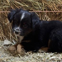 Girl 3 - Toy Australian Shepherd puppy from Chapman's Aussies
