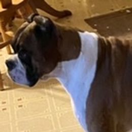 Gunny’s  - Boxer
