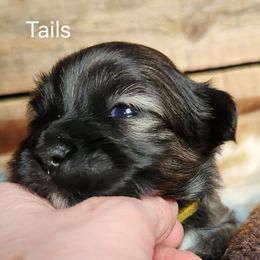 Tails - Brindle male Lhasa Apso puppy in Jefferson, New York from Absolute Lhasa Love