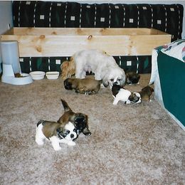 Shih Tzu Puppies from Shih Tzu Dreams Come True