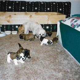 Shih Tzu Puppies from Shih Tzu Dreams Come True