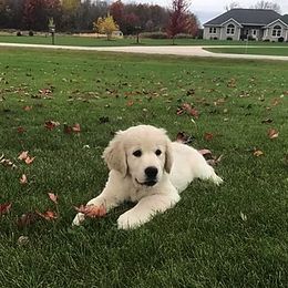 Golden Retriever Puppies from Dreaming Tree Goldens
