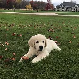 Golden Retriever Puppies from Dreaming Tree Goldens