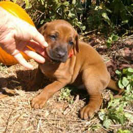 Max - Rd whtn brn nose male Rhodesian Ridgeback puppy in Carney, Oklahoma from River Run Parson Russell terriers & River Run Ridgebacks