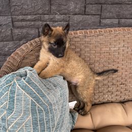 AKC Blue - Mahogany and black male Belgian Tervuren puppy in Hastings, Minnesota from Century Hills Farm