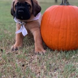 Mastiff Puppies from Red River Mastiff