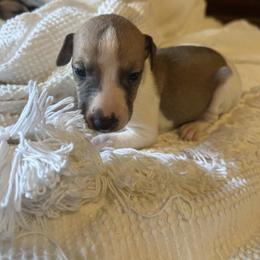 Boo - White and fawn male Whippet puppy in Oneida, Tennessee from Saving Grace