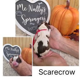 Scarecrow - Liver white and tan male English Springer Spaniel puppy in Freeland, Michigan from McNally's Springer Spaniels