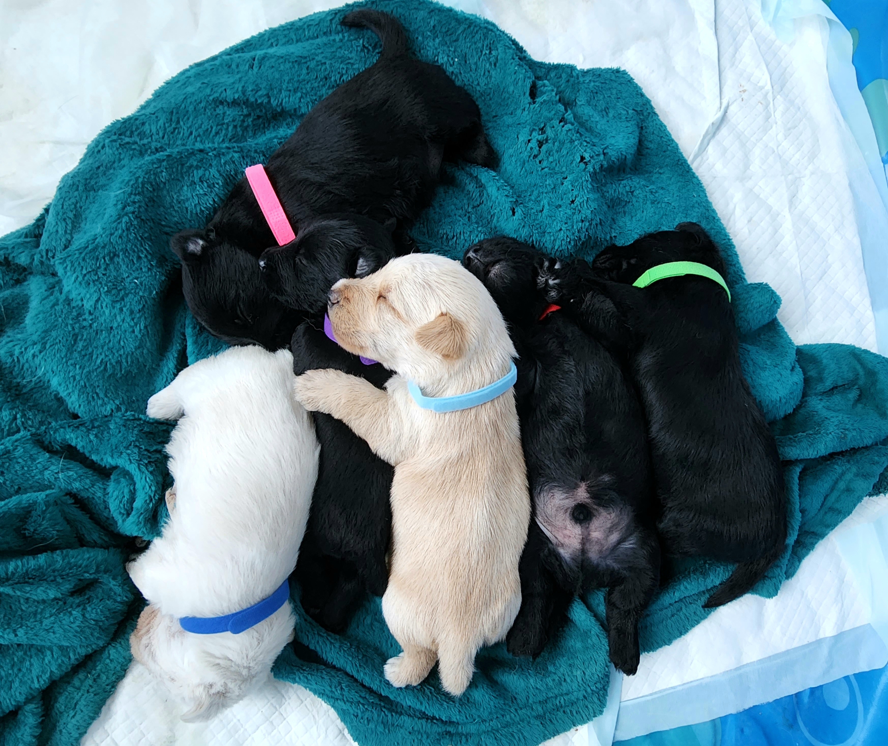 Scottish Terrier Puppies from Nicole's Scottish Terriers