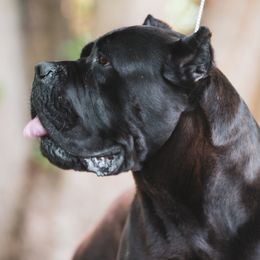 Cane Corso All Grown Up from FIDECORE