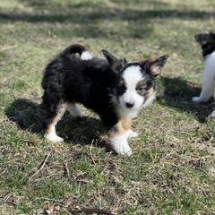Sporty Mix Puppies from Ebonheart Kennel