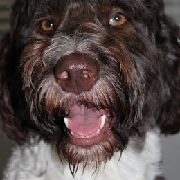 Aussiedoodle All Grown Up from Ivy & Oak Doodles