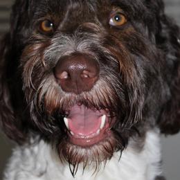 Aussiedoodle All Grown Up from Ivy & Oak Doodles