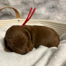 Mario - Red  male Goldendoodle puppy in Dayton, Tennessee from MK Goldendoodles