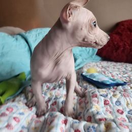 Lemon Drop - Lemon and white American Hairless Terrier puppy in Springfield, Missouri from Hearts Companions