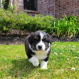 Australian Shepherd Puppies from Forte Australian Shepherds & Co.