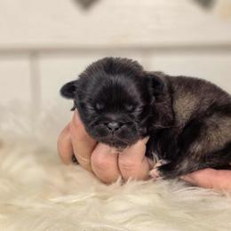 French Bulldog and Pekingese Puppies from SFLK