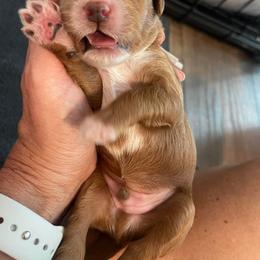 Goldendoodle Puppies from Graystone Doodles