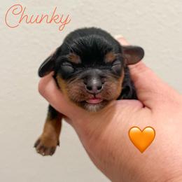 Chunky - Black and tan male Cavalier King Charles Spaniel puppy in Eau Claire, Wisconsin from Regal Cavaliers