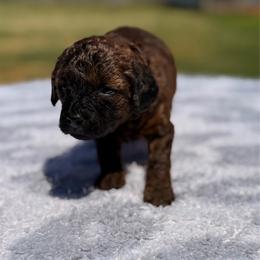 Pink Collar - Brindle female Poodle puppy in Huntsville, Alabama from Flint River Poodles