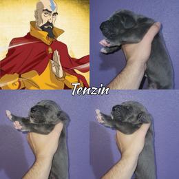 Tenzin - Blue male Great Dane puppy in Pollock, Louisiana from Danes Done Right