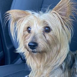 Yorkshire Terriers from Blooming Beauties 🌼