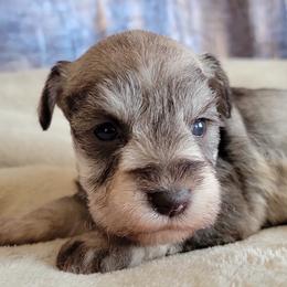 River AKC Imported Champion Lines - Salt and pepper male Giant Schnauzer puppy in Saratoga Springs, Utah from Happy Beard Schnauzers