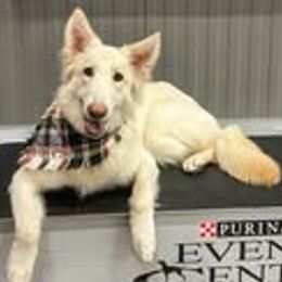 Shiloh Shepherds from Opal Shilohs