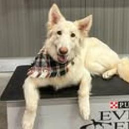 Shiloh Shepherds from Opal Shilohs