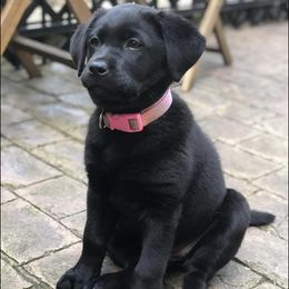 Labrador Retrievers from Mckenzie River Labrador Retrievers