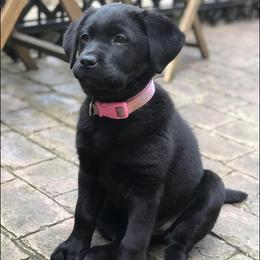 Labrador Retrievers from Mckenzie River Labrador Retrievers