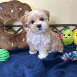 Adorable Blonde Parti Coloration Male - Parti male Yorkshire Terrier puppy in Benson, Arizona from Happy Tails Yorkies