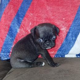 Black-White Girl 2 - Black female Pug puppy in El Mirage, Arizona from Kratos Legacy