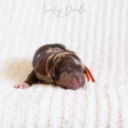 Orange Collar Boy - Merle male Australian Labradoodle puppy in Thousand Oaks, California from Lovely Doodle Lane