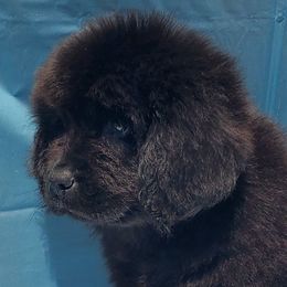 Hailey (Purple) - Black female Newfoundland puppy in Winfield, Pennsylvania from Najuananlo Newfoundlands
