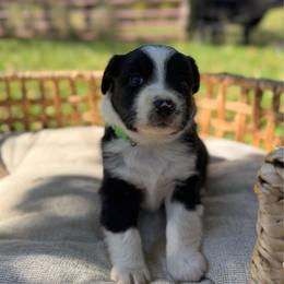 BBM - green collar - Black & white male Miniature Australian Shepherd puppy in Stuart, Virginia from Apple Tree Mini Aussies