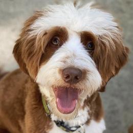Dave  - Goldendoodle