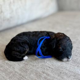 Benny - Sable male Bernedoodle puppy in Lamar, Colorado from Jozlyn’s Pups