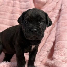 Hot Pink Collar N - Black female Cane Corso puppy in Paris, Texas from Knucklehead Cane Corso