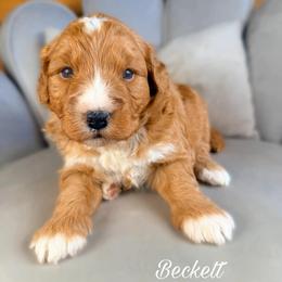Beckett - Red male Aussiedoodle puppy in Chattanooga, Tennessee from Remedy Ranch Aussiedoodles