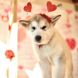 Alaskan Malamute Puppies from Alpenglow Alaskan Malamutes